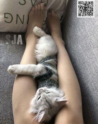 与凤行电视剧星辰影院